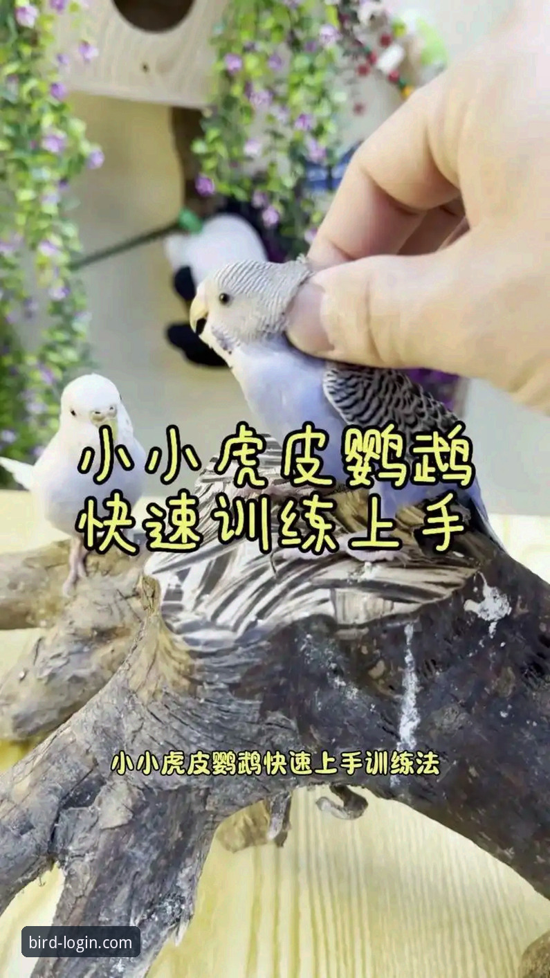 5个关键步骤搞定小鸟账号登录，新手也能快速上手